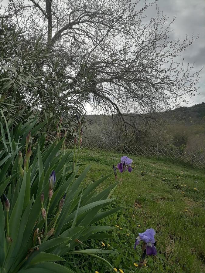 Apartma Suzy Pobegi Bagian luar foto